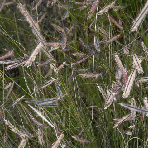 Butelua smukła trawa Grama (C2)