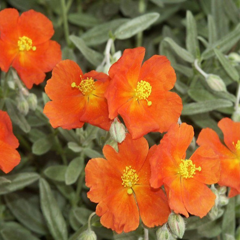 Posłonek Bronzeteppich (C2)