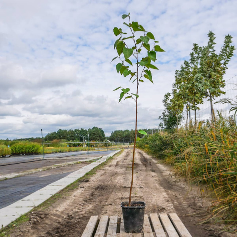 Brzoza papierowa (C2)