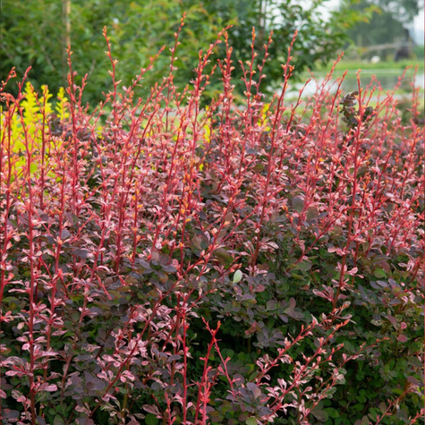 Berberys Thunberga Flamingo (C2)