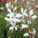 Gaura Giggles White (C2)