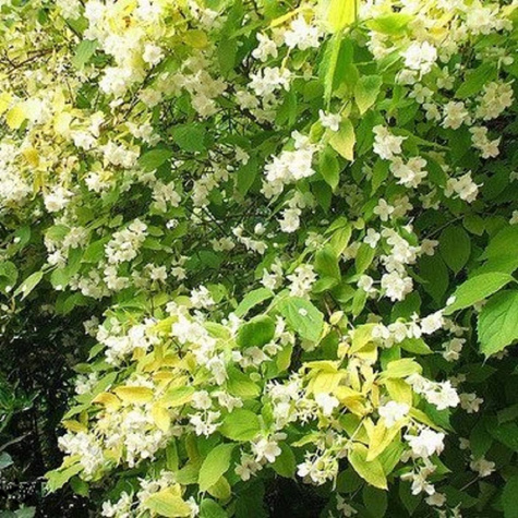 Jaśminowiec wonny Aureus (C2)