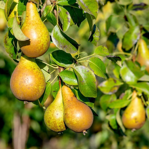 Duo Grusza Konferencja + Bonkreta Wiliamsa Plant Pack