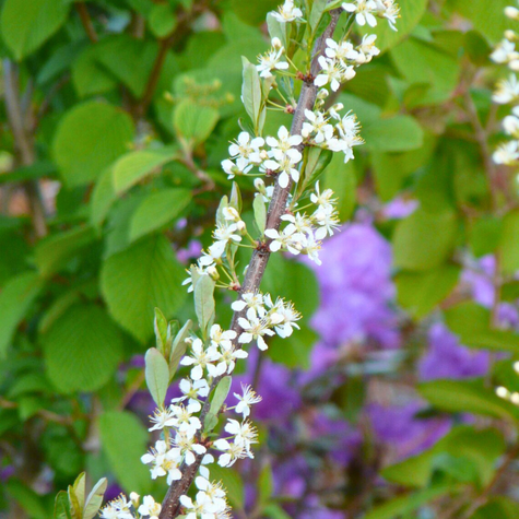 Wiśnia piaskowa (C2)