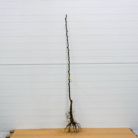 Grusza azjatycka Shinseiki Mrozoodporna Plant Pack