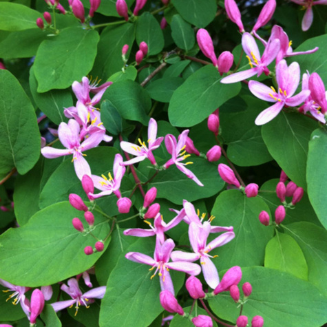 Suchodrzew tatarski (C2)