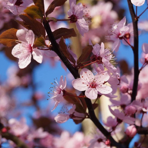 Śliwa wiśniowa Pissardii forma drzewiasta DONICZKA