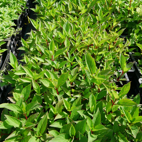 Hortensja bukietowa Early Harry (P9)