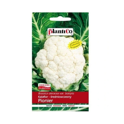 Kalafior wczesny Pionier 1g