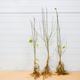 Morwa biała Plant Pack