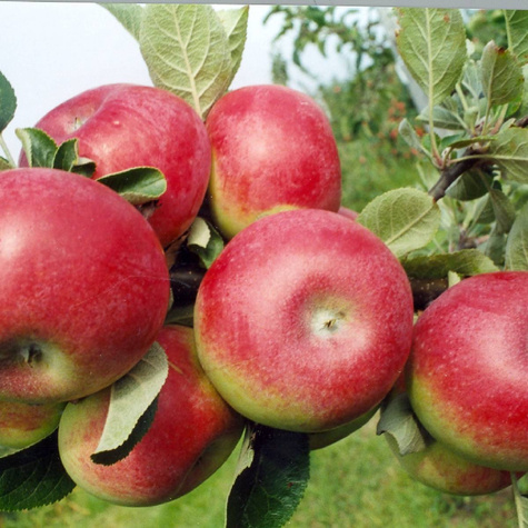 Jabłoń Empire w doniczce C2