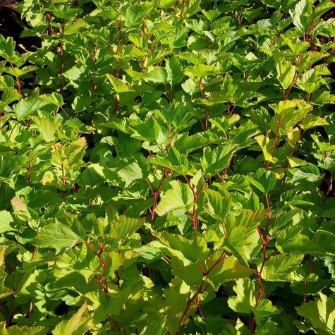 Pęcherznica kalinolistna (P9)