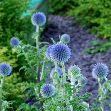 Przegorzan pospolity