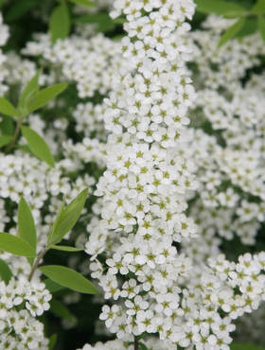 Tawuła wczesna