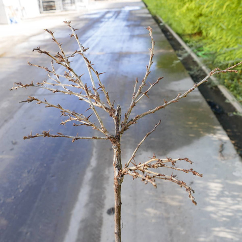 Agrest biały Hinnonmaki Gelb na pniu Plant Pack