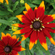 Rudbekia owłosiona Rudy Fire (C2) 