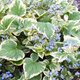 Brunnera wielkolistna Hadspen Cream (C2)
