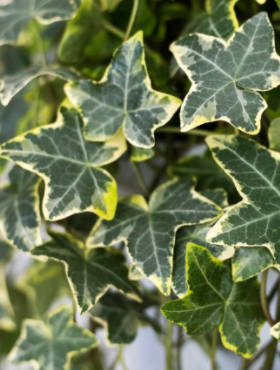 Bluszcz pospolity Golden Child