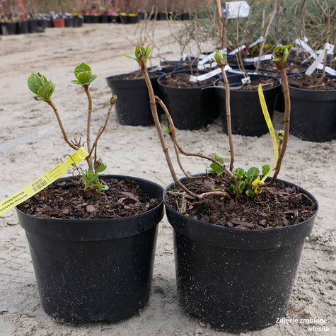 Hortensja ogrodowa Glowing Embers (C1.7)