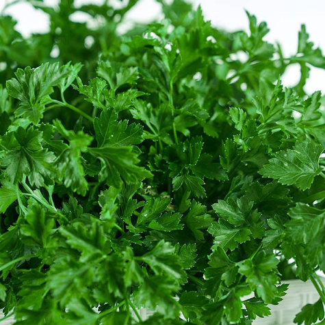 BIO Pietruszka naciowa Gigante de Italia 2g