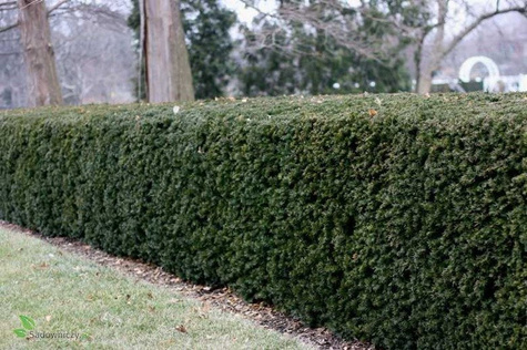 Cis pośredni Hatfieldi