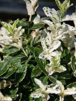 Trzmielina Fortune'a 'Harlequin' (C2)