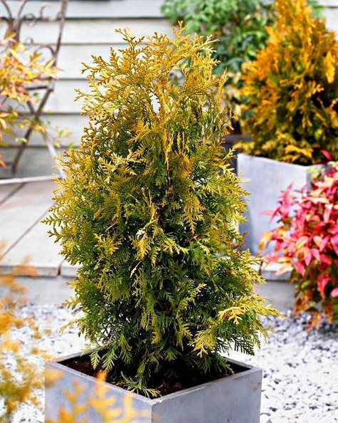 Thuja Tuja Żywotnik zachodni Golden Brabant