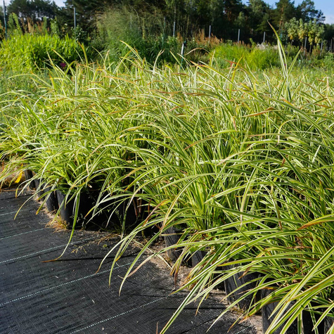 Turzyca japońska Goldband (C2)