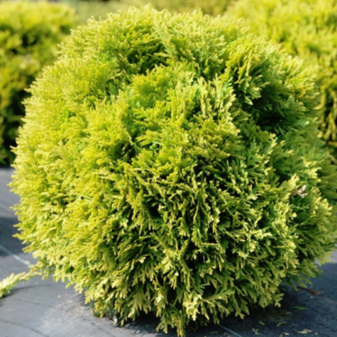Thuja Tuja Żywotnik zachodni Dawid (C2)