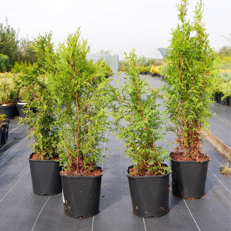 Thuja Tuja Żywotnik zachodni Brabant (C2)