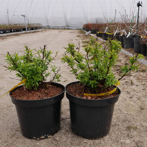 Tawuła japońska Albiflora (C2)