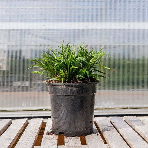 Trzęślica modra Igel