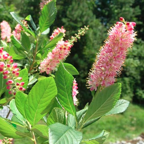 Orszelina olcholistna Pink Spire (C2)