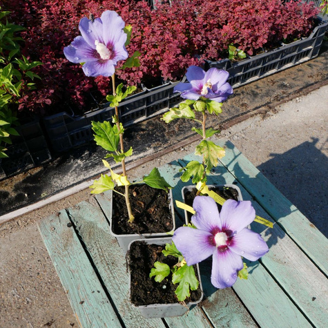 Ketmia syryjska Hibiskus Oiseau Bleu (P9)