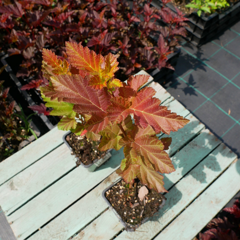 Pęcherznica kalinolistna Amber Jubilee (P9)