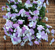 Bratek Bratki Fiołek ogrodowy drobnokwiatowy fioletowo-biały sadzonka w doniczce