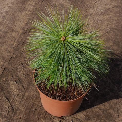 Sosna Schwerina Wiethorst szczepiona NP (C5)