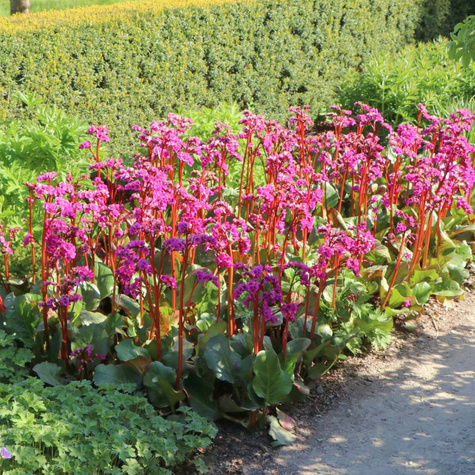 Bergenia sercowata Eroica (C2)