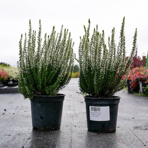 Zestaw 6 x Wrzos pospolity mix kolorów sadzonki