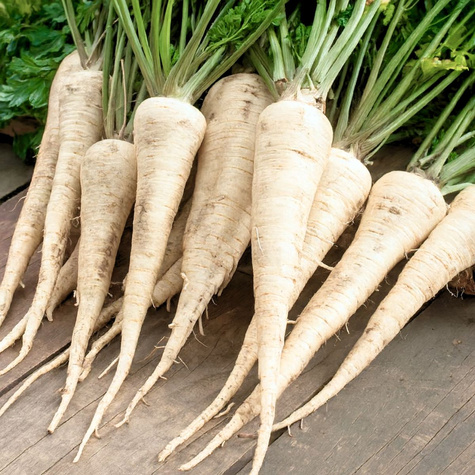 Pietruszka korzeniowa Halblange Berlińska późna 5g