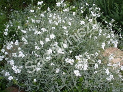 Rogownica Biebersteina 0,3g