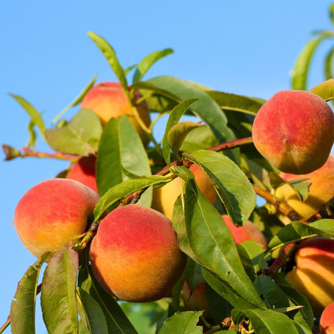 Brzoskwinia Flamingo Plant Pack