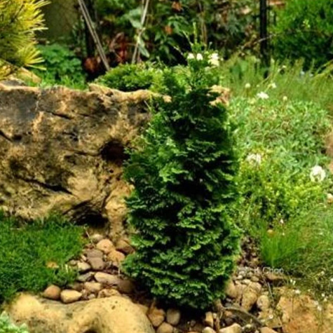 Thuja Tuja Żywotnik zachodni 'Spiralis Mini' (C2)