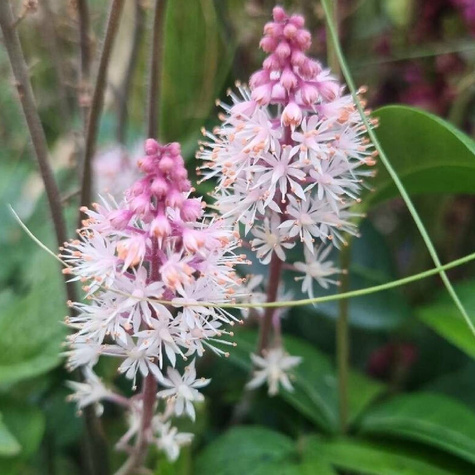 Tiarella Pink Skyrocket (P9)