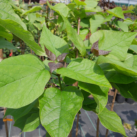 Katalpa Szczepiona Na Pniu Surmia Bignoniowa Nana