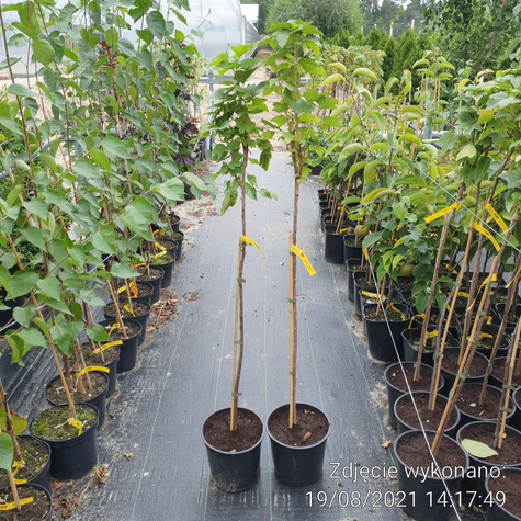 Porzeczka czarna Titania na pniu w doniczce