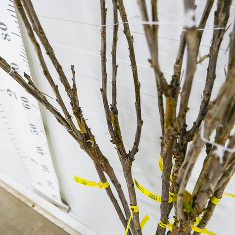 Porzeczka czerwona na pniu Plant Pack