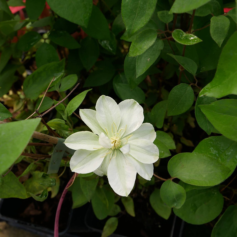 Powojnik Clematis wielkokwiatowy Guernsey Cream