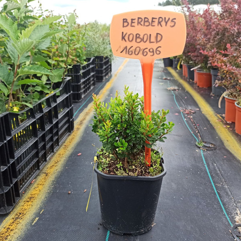 Berberys Thunberga Kobold (C2)