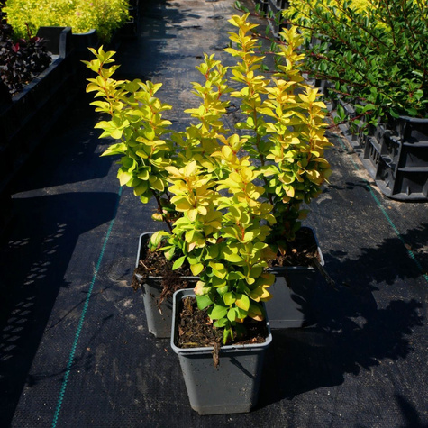 Berberys thunberga Golden Tower (P9)